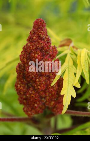 Fleurs de sumac de cornet de pierre sur la branche dans le jardin Banque D'Images