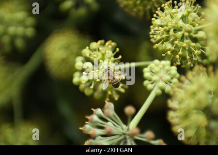 une abeille rayée suce le nectar d'une plante en fleurs. Banque D'Images