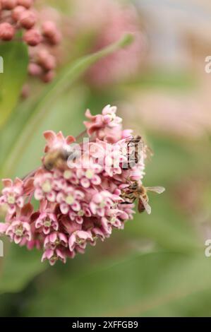 une abeille rayée suce le nectar d'une plante rose en fleurs. Banque D'Images