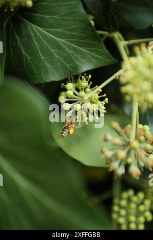 une abeille rayée suce le nectar d'une plante en fleurs. Banque D'Images