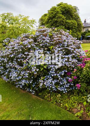 Bouquets blancs et centres bleus de l'arbuste rustique de l'hortensia des montagnes, Hydrangea serrata 'Bluebird' Banque D'Images