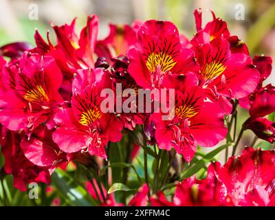 Fleurs rose vif de la compacte, floraison estivale vivace Alstroemeria 'Princess Leyla' Banque D'Images