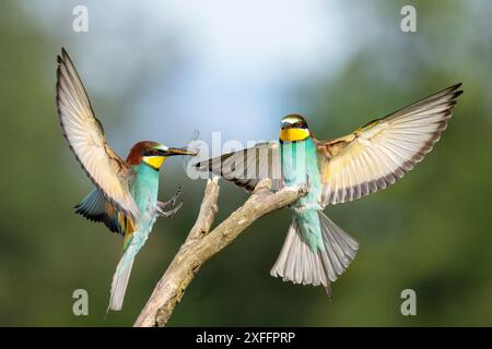 European Bee-Eater, Merops Apiaster, Riserva Naturale, Isola della Cona, Nord-est de l'Italie Banque D'Images