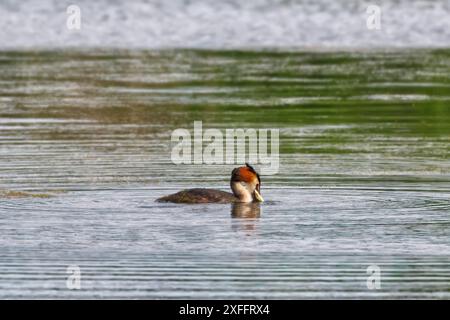 Great Crested grebe attraper un poisson Lackford Lakes Suffolk. Série de photos montrant le poisson capturé puis le Grebe avalant la prise. 05 Banque D'Images