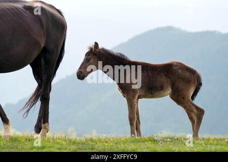 Un jeune poulain debout à côté de sa mère sur une colline herbeuse avec un fond de montagne pittoresque. Banque D'Images