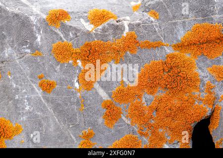 Lichen orange vif sur une roche grise dans un environnement naturel. Rusavskia elegans (anciennement Xanthoria elegans), communément connu sous le nom d'élégant Sunburst l Banque D'Images