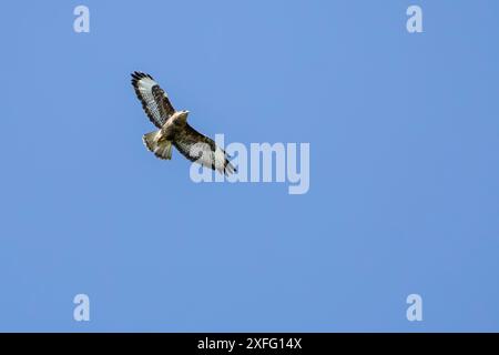 Un Buzzard commun Buteo buteo vu en vol contre un ciel bleu clair un après-midi d'été à Anglesey, au nord du pays de Galles Banque D'Images