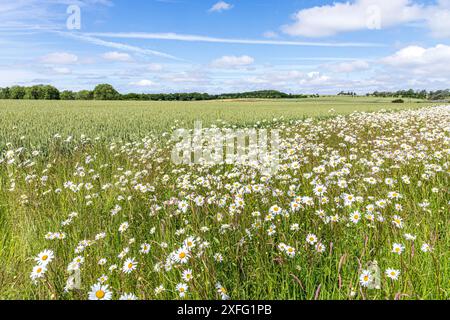 Pâquerettes Oxeye poussant sur une marge de champ autour d'une culture de blé poussant près du village Cotswold de Hawling, Gloucestershire, Angleterre Royaume-Uni Banque D'Images