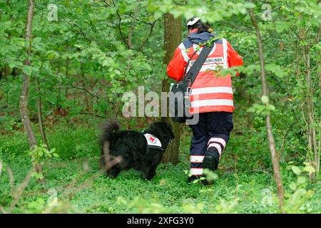 03 juillet 2024, Rhénanie-du-Nord-Westphalie, Hennef (SIEG) : un maître-chien de la Croix-Rouge et son chien recherchent une fille disparue dans la banlieue de Satzvey près de Mechernich. L'écolière a disparu depuis lundi. Photo : Henning Kaiser/dpa Banque D'Images