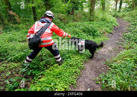 03 juillet 2024, Rhénanie-du-Nord-Westphalie, Hennef (SIEG) : un maître-chien de la Croix-Rouge et son chien recherchent une fille disparue dans la banlieue de Satzvey près de Mechernich. L'écolière a disparu depuis lundi. Photo : Henning Kaiser/dpa Banque D'Images