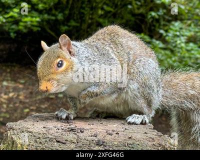 Un écureuil gris (écureuil gris de l'est) sur une souche d'arbre regardant la caméra dans Golden Acre Park, Leeds, Yorkshire, Angleterre Royaume-Uni Banque D'Images