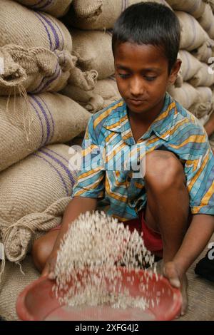 Un garçon ramasse les restes de riz au marché de gros de Badamtoli dimanche, incapable de se permettre les produits essentiels à cause de la flambée des prix. 06 avril 2008 Banque D'Images