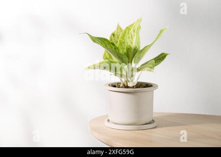 Plante chinoise Evergreen ou Aglaonema sp Rapngoenrapthong, Une plante d'intérieur panachée se trouve dans un pot en céramique sur une table en bois, offrant un attrait esthétique Banque D'Images