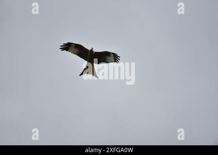 Red Kite (Milvus milvus) planant au-dessus de la tête, volant vers la caméra, avec des ailes écartées et en dessous et la tête en lumière naturelle, prise au centre du pays de Galles, Royaume-Uni Banque D'Images