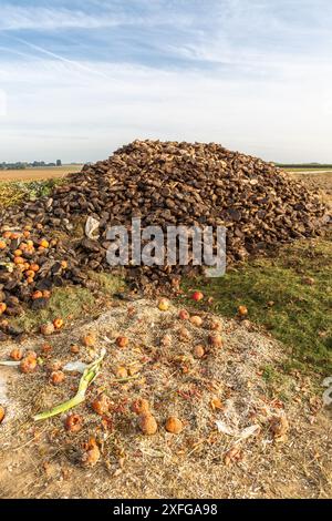 Pommes pourrissant au pied d'un tas de fumier sur le bord des champs Banque D'Images