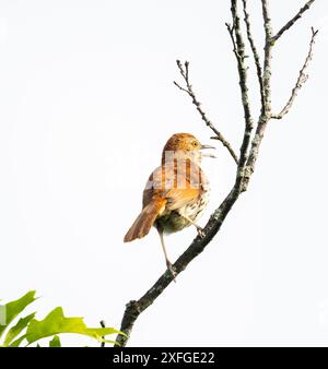 Marron thrasher chantant d'un arbre avec fond blanc Banque D'Images