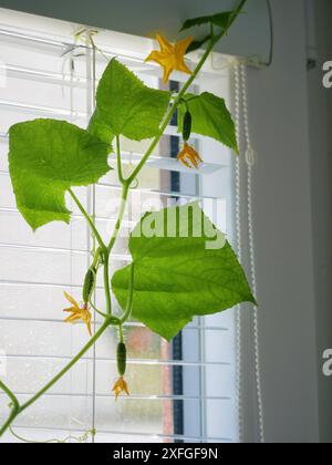 Faire pousser des concombres à la maison sur le rebord de la fenêtre. Une branche de vigne avec des fleurs et de petits concombres se boucle le long des stores. Banque D'Images