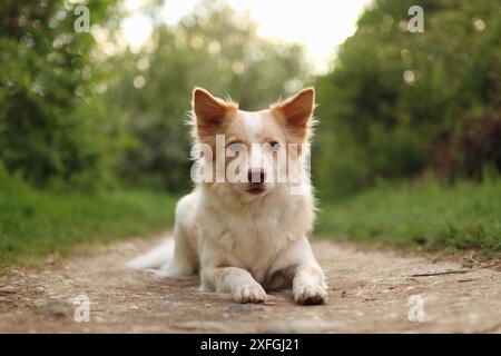 Chien de race mixte mignon sur le chemin regardant la caméra dans les lumières du coucher du soleil. Portrait de chien dans la lumière du soleil d'été du soir. Banque D'Images