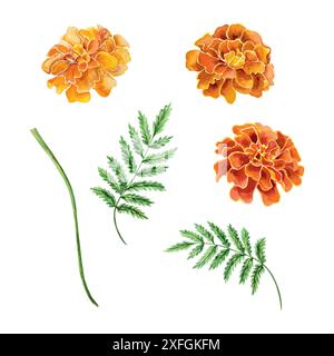Ensemble de marigolds, aquarelle. Illustration vectorielle dessinée à la main d'une fleur. Pour le jour des morts cartes de voeux, invitations, grandes bannières de vacances, affiches Illustration de Vecteur
