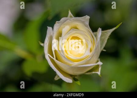 une rose jaune devant un fond flou Banque D'Images