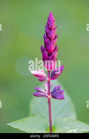 une tige de fleur violette de salvia devant un fond vert flou Banque D'Images