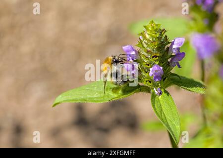 une abeille cardée commune à la recherche de nectar sur la fleur bleue de l'armoise brune Banque D'Images