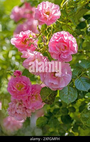 roses grimpantes roses en pleine floraison Banque D'Images