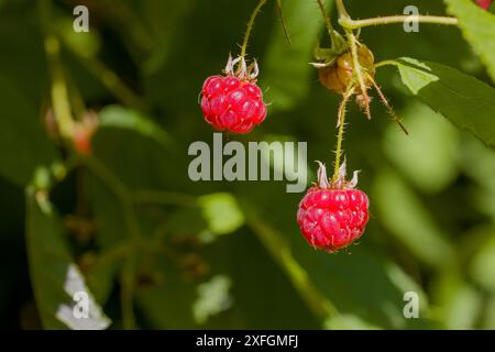 deux framboises sauvages rouges mûres sur un buisson à la lumière du soleil sur un fond flou Banque D'Images