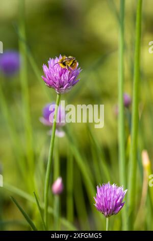 une abeille cardée à la recherche de nectar sur une fleur rose de la ciboulette commune Banque D'Images