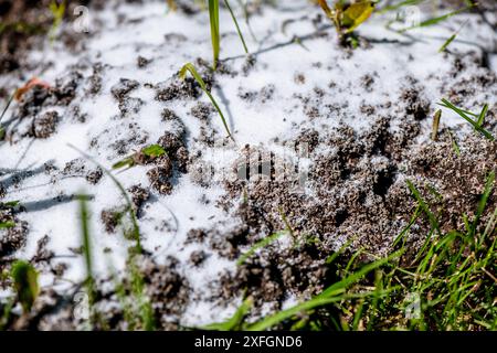 fourmilière saupoudrée de soda, anti-fourmis, lutte antiparasitaire dans le jardin Banque D'Images