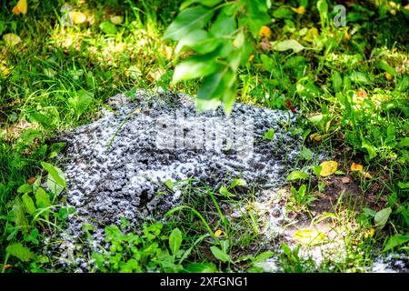 fourmilière saupoudrée de soda, anti-fourmis, lutte antiparasitaire dans le jardin Banque D'Images