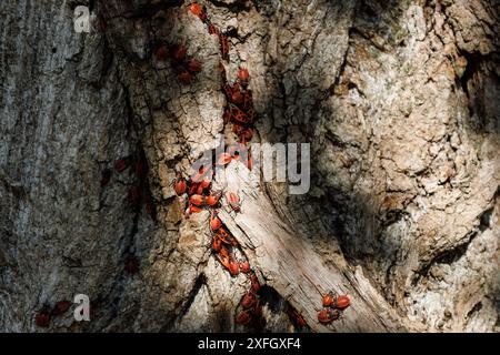 Le Firebug européen sur l'arbre. Concentration de bugs de coloration rouge et noir frappant. Pyrrhocoris apterus dans un jardin. La notion de protection Banque D'Images