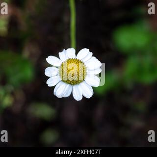 Fièvre (Tanacetum parthenium). Herbe médicinale traditionnelle de la famille des Marguerites (Asteraceae) Banque D'Images