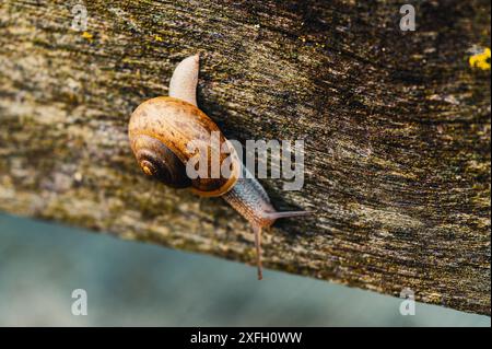 Gros plan d'un escargot avec une coquille brune rampant sur une surface en bois. Banque D'Images
