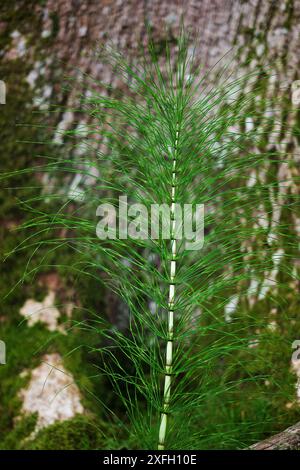 Equisetum telmateia (grande prêle) peut être trouvé dans les endroits humides et ombragés et les fens. Il se rencontre en Eurasie, en Amérique du Nord et en Afrique du Nord-Ouest. Banque D'Images