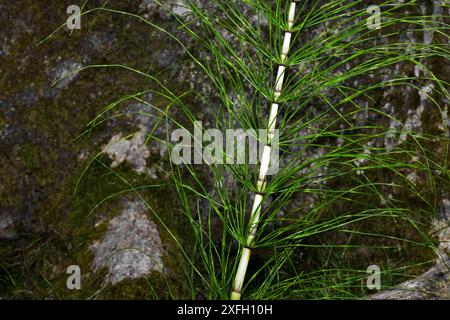 Equisetum telmateia (grande prêle) peut être trouvé dans les endroits humides et ombragés et les fens. Il se rencontre en Eurasie, en Amérique du Nord et en Afrique du Nord-Ouest. Banque D'Images