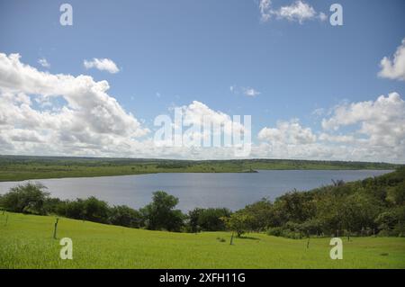 Plantation de foin luxuriant sous le ciel bleu rural, texture d'herbe et beau lac en arrière-plan. Lagune du barrage de Pedra do Cavalo - Bahia - Brésil Banque D'Images