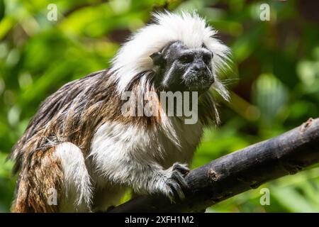 Gros plan d'un Saguinus oedipus perché sur une branche d'arbre dans une forêt verdoyante Banque D'Images