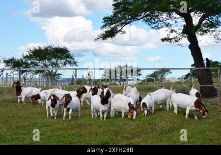 Un groupe de grandes chèvres Boers qui paissent dans les pâturages verdoyants de la ferme Banque D'Images