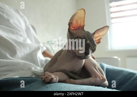 Chat Sphynx couché sur les mains, les genoux d'une personne, angle latéral. Animaux de compagnie. Banque D'Images
