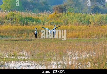 Grues Wattled se nourrissant et exposant dans une zone humide dans le delta de l'Okavango au Botswana Banque D'Images