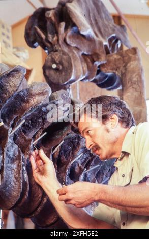 Paléontologue travaille sur le squelette de dinosaure à l'Institut Black Hills de recherche géologique, Hill City, Dakota du Sud, USA 1999 Banque D'Images