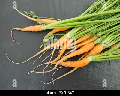 Carotte. Un tas de carottes fraîches sur fond de pierre. Des petites carottes. Carottes oranges biologiques fraîches crues Banque D'Images