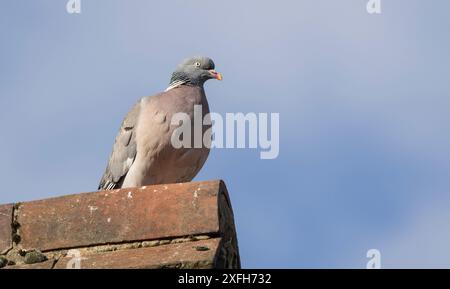 Pigeon de bois, Columba Palumbus assis sur un toit de tuiles contre un ciel bleu Banque D'Images