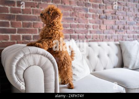 Un mini caniche brun se tient sur deux jambes sur le bras d'un canapé chesterfield blanc. Il est attentif à quelque chose devant lui Banque D'Images