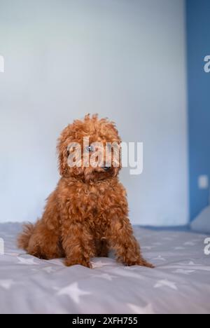 Un petit chien caniche miniature brun est assis sur un lit avec un regard étrange sur son visage Banque D'Images