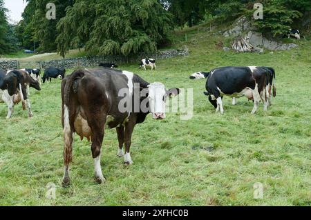 Une vache laitière regarde hors d'un champ à Grasmere Lake District Cumbria Banque D'Images