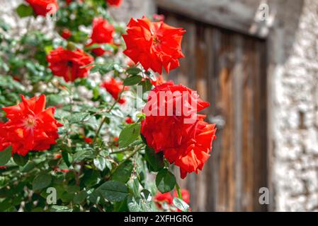 Roses rouges fleurissant au soleil devant une vieille maison en pierre avec une porte en bois dans le village de Lania. District de Limassol, Chypre Banque D'Images