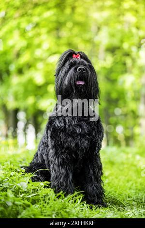 grand terrier noir russe en lavande. Banque D'Images