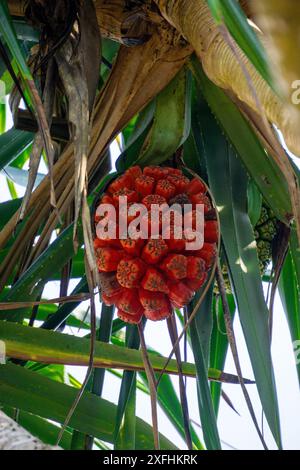 Screwpine parfumée (Pandanus fascicularis, Pandanus odoriger, Pandanus tectorius) avec fond naturel. Banque D'Images